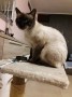 Piti 3